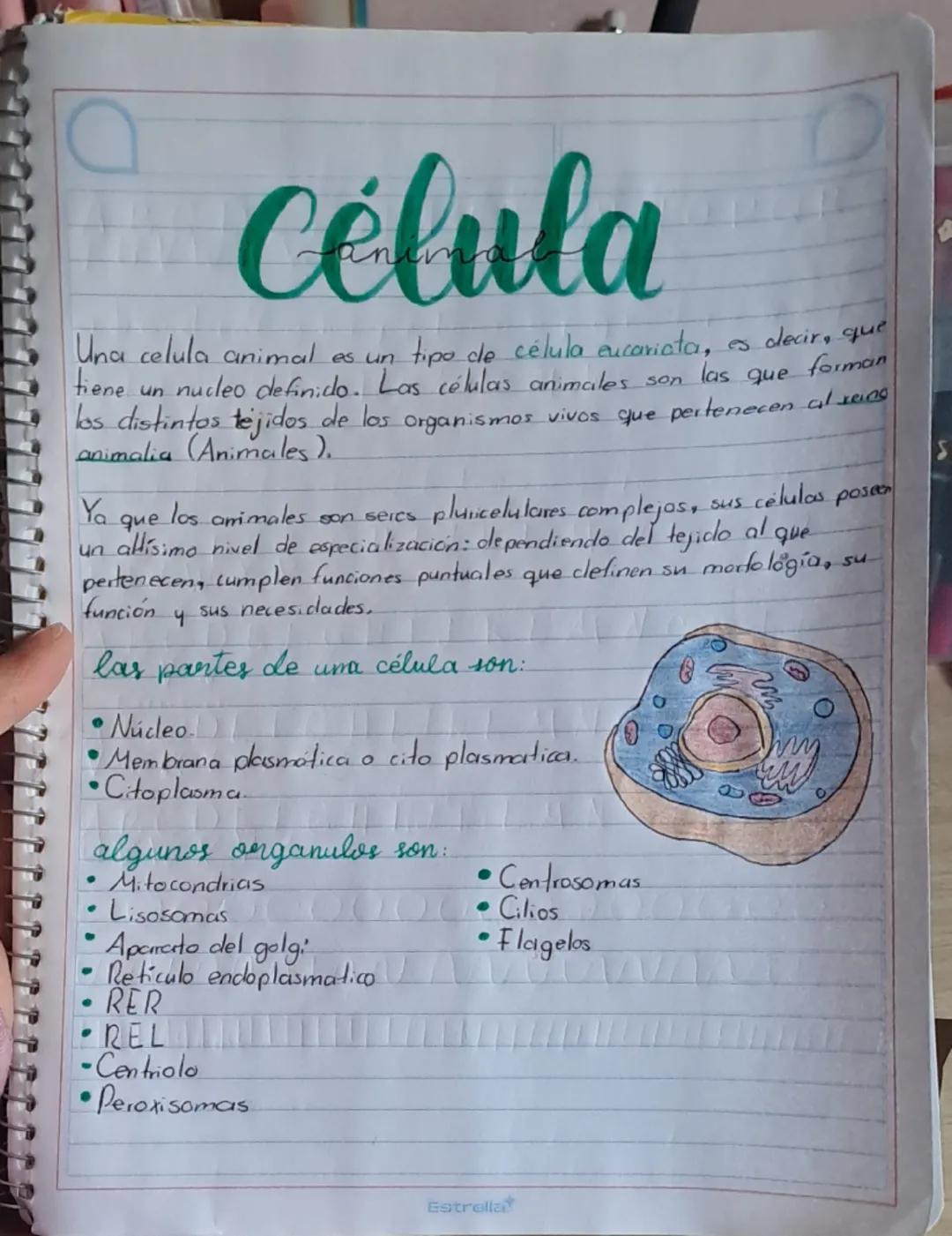 # Célula

Una celula animal es un tipo de célula eucariata, es decir, que
tiene un nucleo definido. Las células animales son las que forman
