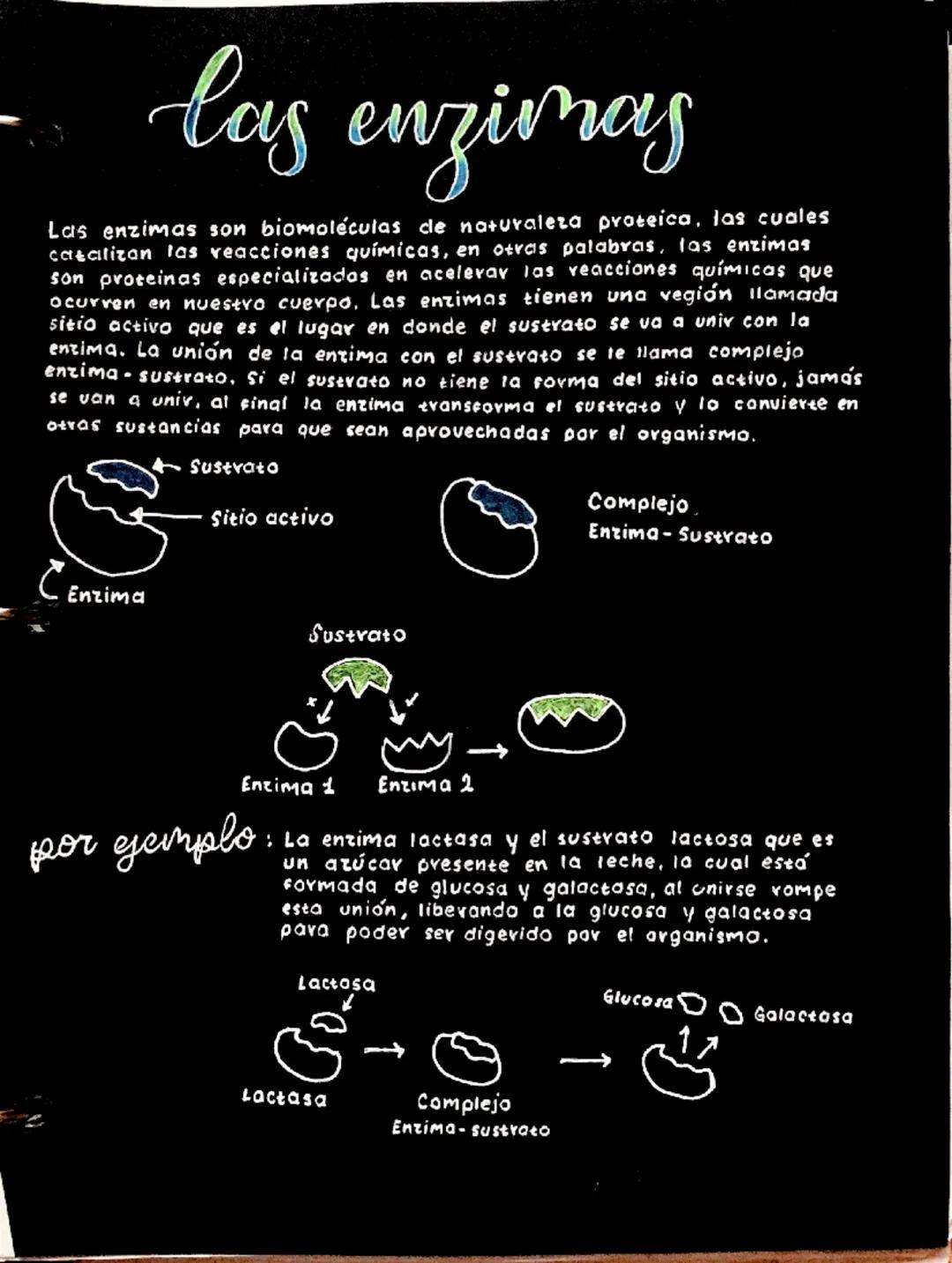 # las enzimas

Las enzimas son biomoléculas de naturaleza proteica, las cuales
caealizan las reacciones químicas, en otras palabras, las enz