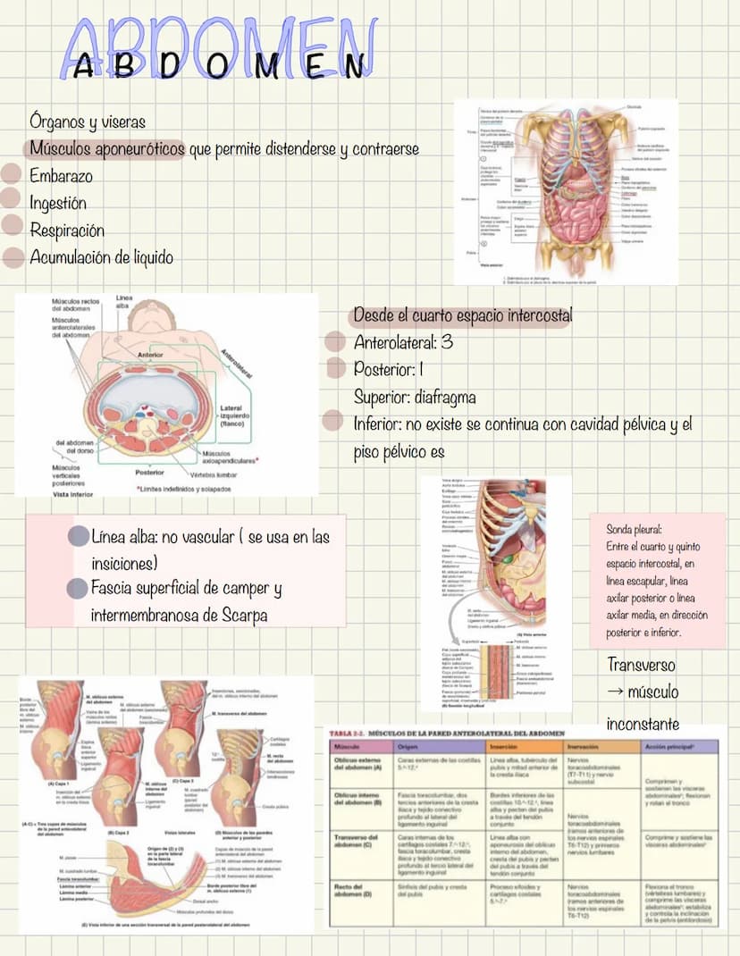 ABDOMEN
Órganos y viseras
Músculos aponeuróticos que permite distenderse y contraerse
Embarazo
Ingestión
Respiración
Acumulación de liquido
