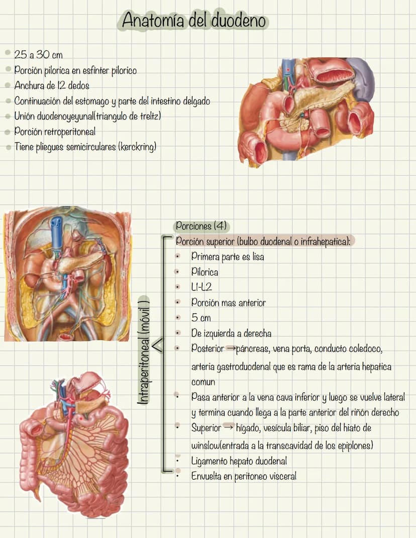 ABDOMEN
Órganos y viseras
Músculos aponeuróticos que permite distenderse y contraerse
Embarazo
Ingestión
Respiración
Acumulación de liquido
