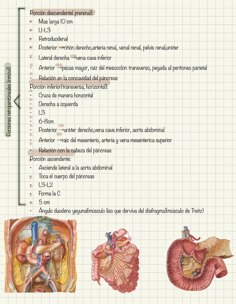 ABDOMEN
Órganos y viseras
Músculos aponeuróticos que permite distenderse y contraerse
Embarazo
Ingestión
Respiración
Acumulación de liquido
