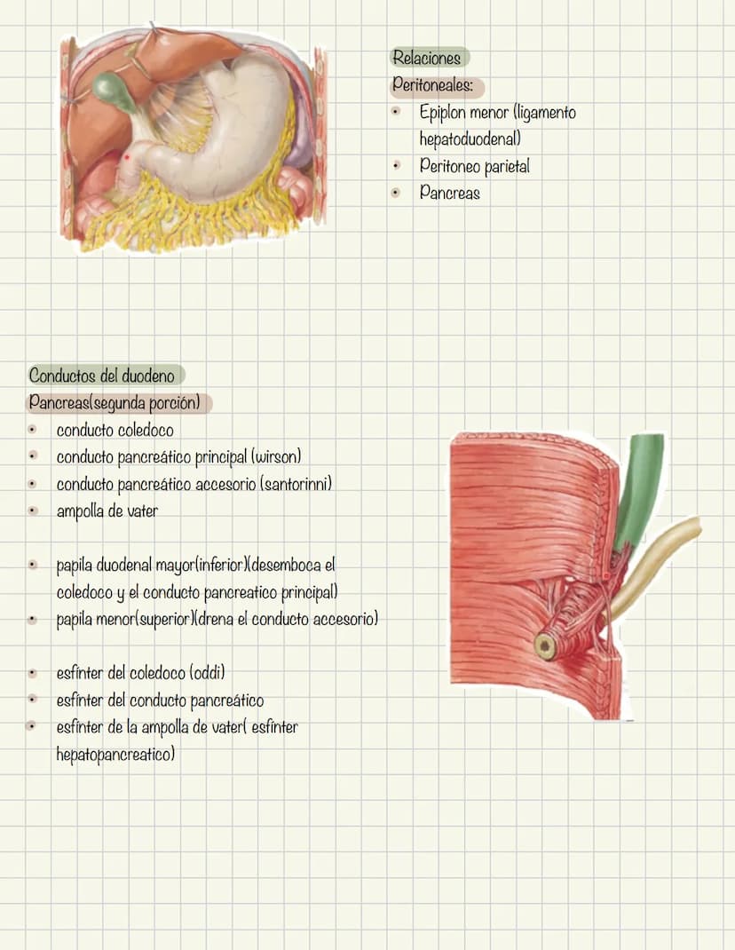 ABDOMEN
Órganos y viseras
Músculos aponeuróticos que permite distenderse y contraerse
Embarazo
Ingestión
Respiración
Acumulación de liquido
