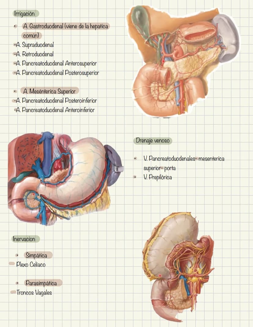 ABDOMEN
Órganos y viseras
Músculos aponeuróticos que permite distenderse y contraerse
Embarazo
Ingestión
Respiración
Acumulación de liquido

