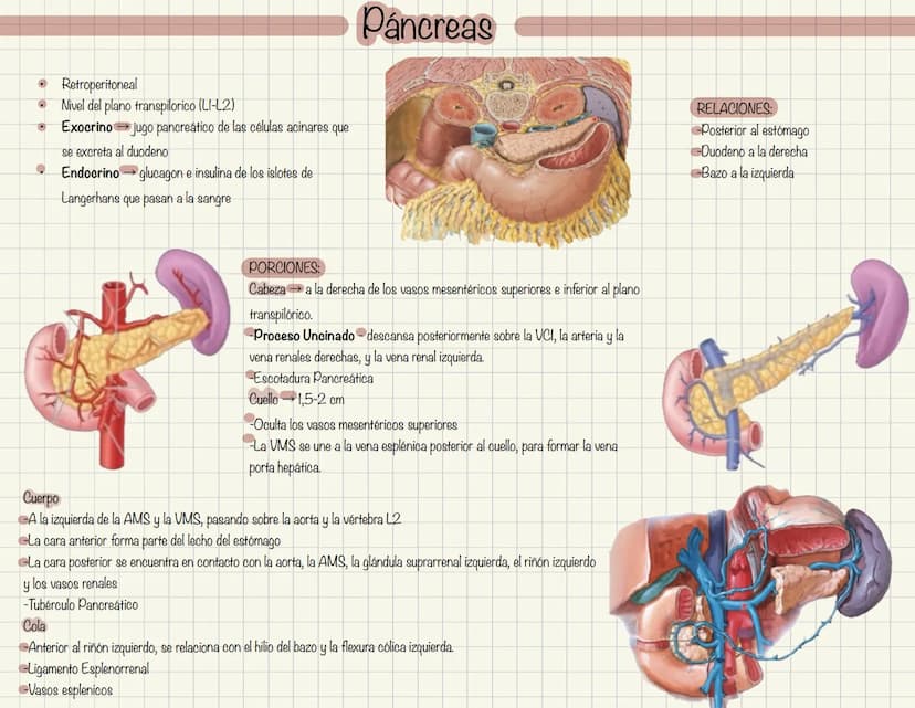 ABDOMEN
Órganos y viseras
Músculos aponeuróticos que permite distenderse y contraerse
Embarazo
Ingestión
Respiración
Acumulación de liquido
