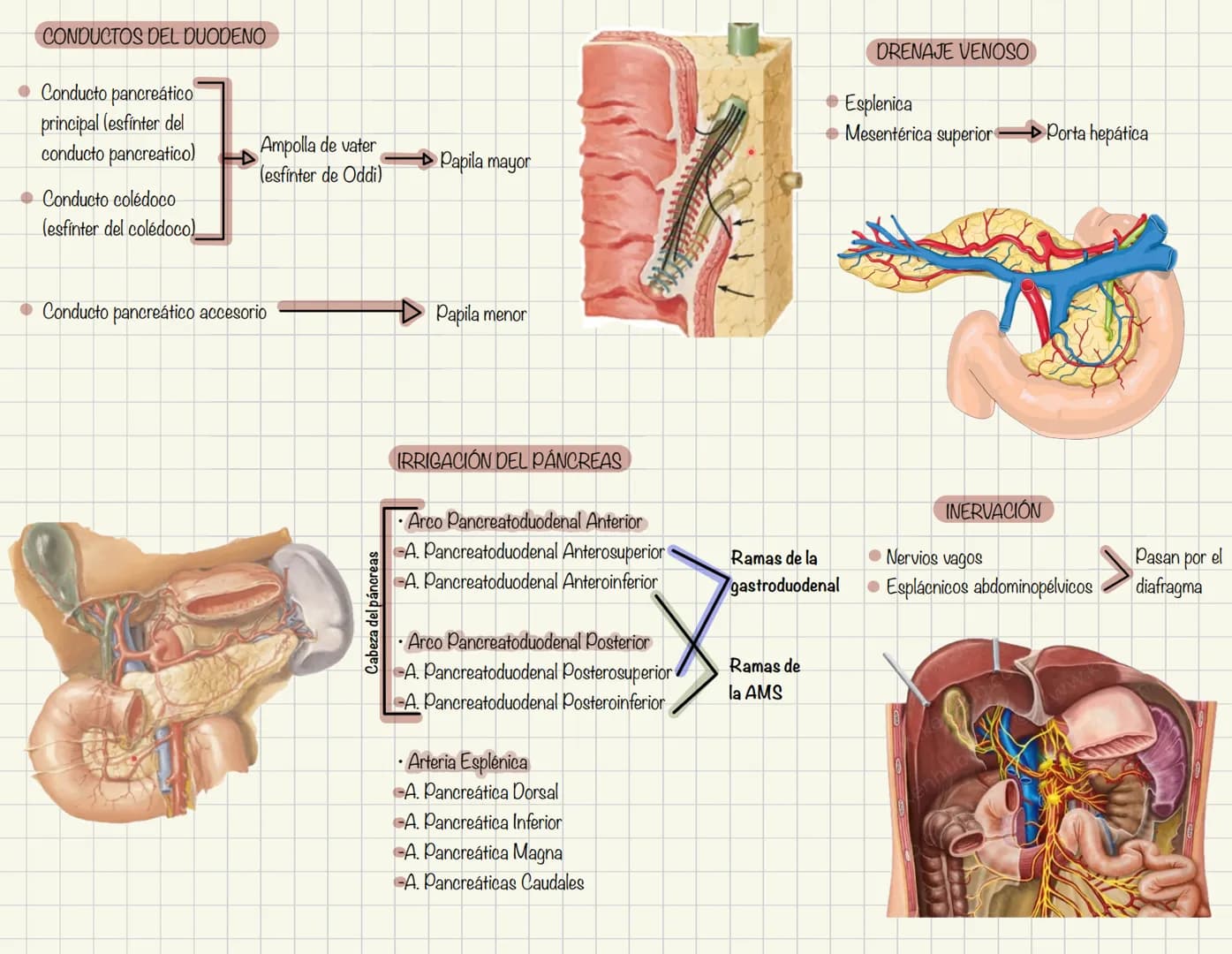 ABDOMEN
Órganos y viseras
Músculos aponeuróticos que permite distenderse y contraerse
Embarazo
Ingestión
Respiración
Acumulación de liquido
