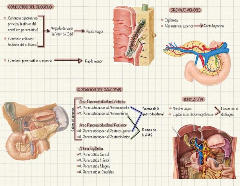 ABDOMEN
Órganos y viseras
Músculos aponeuróticos que permite distenderse y contraerse
Embarazo
Ingestión
Respiración
Acumulación de liquido
