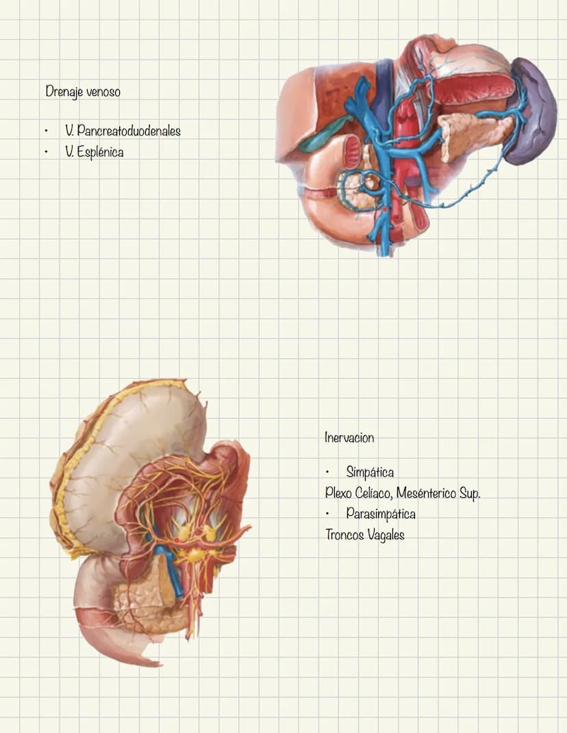 ABDOMEN
Órganos y viseras
Músculos aponeuróticos que permite distenderse y contraerse
Embarazo
Ingestión
Respiración
Acumulación de liquido
