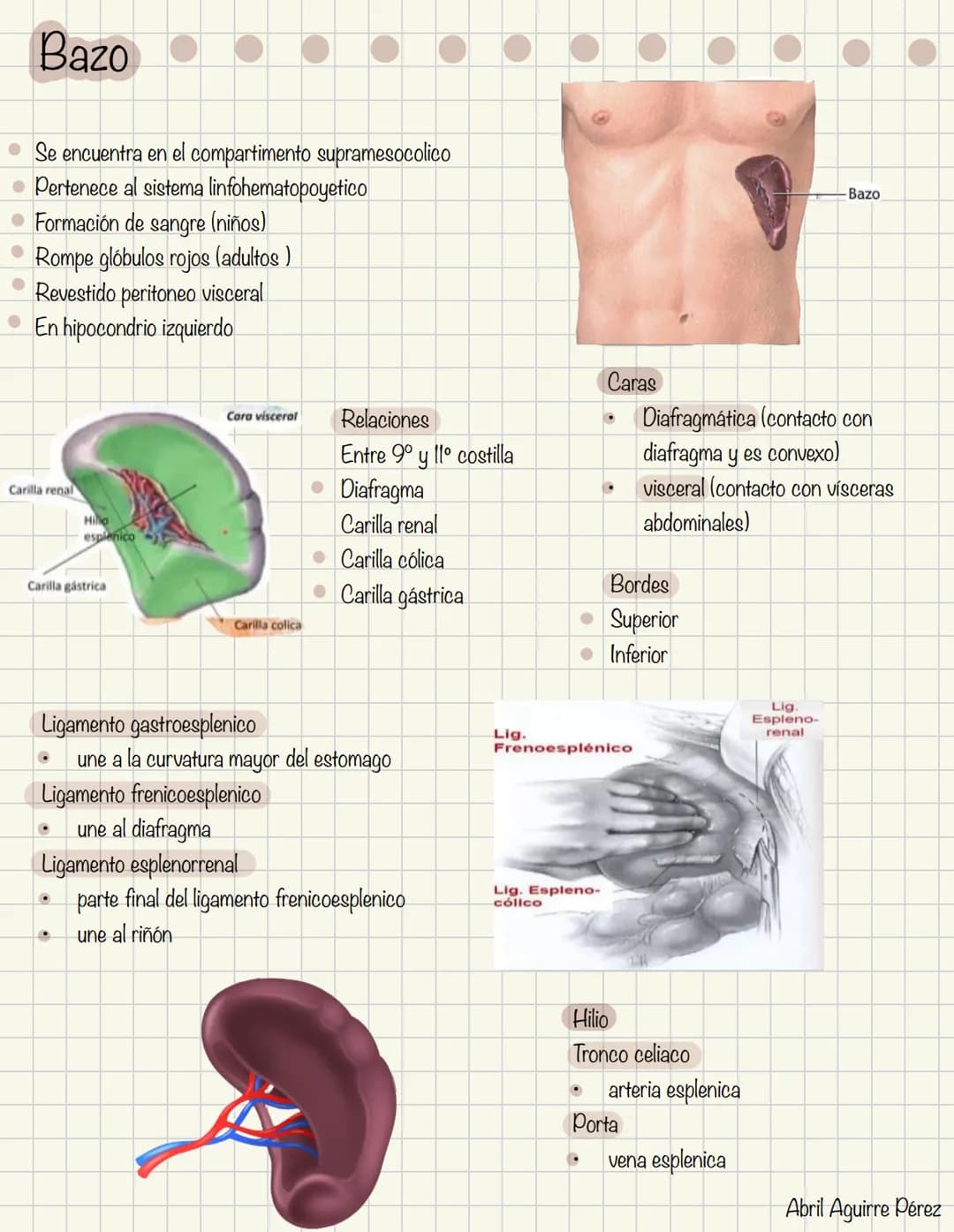 ABDOMEN
Órganos y viseras
Músculos aponeuróticos que permite distenderse y contraerse
Embarazo
Ingestión
Respiración
Acumulación de liquido
