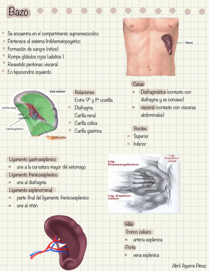 ABDOMEN
Órganos y viseras
Músculos aponeuróticos que permite distenderse y contraerse
Embarazo
Ingestión
Respiración
Acumulación de liquido
