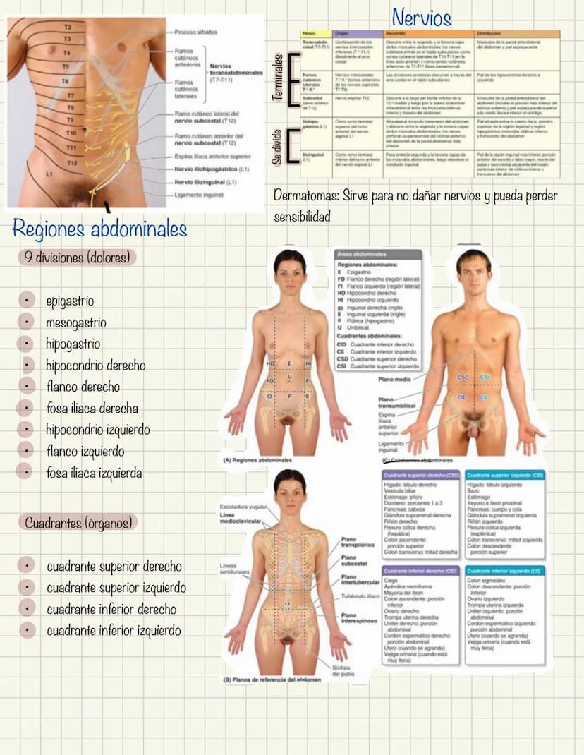 ABDOMEN
Órganos y viseras
Músculos aponeuróticos que permite distenderse y contraerse
Embarazo
Ingestión
Respiración
Acumulación de liquido
