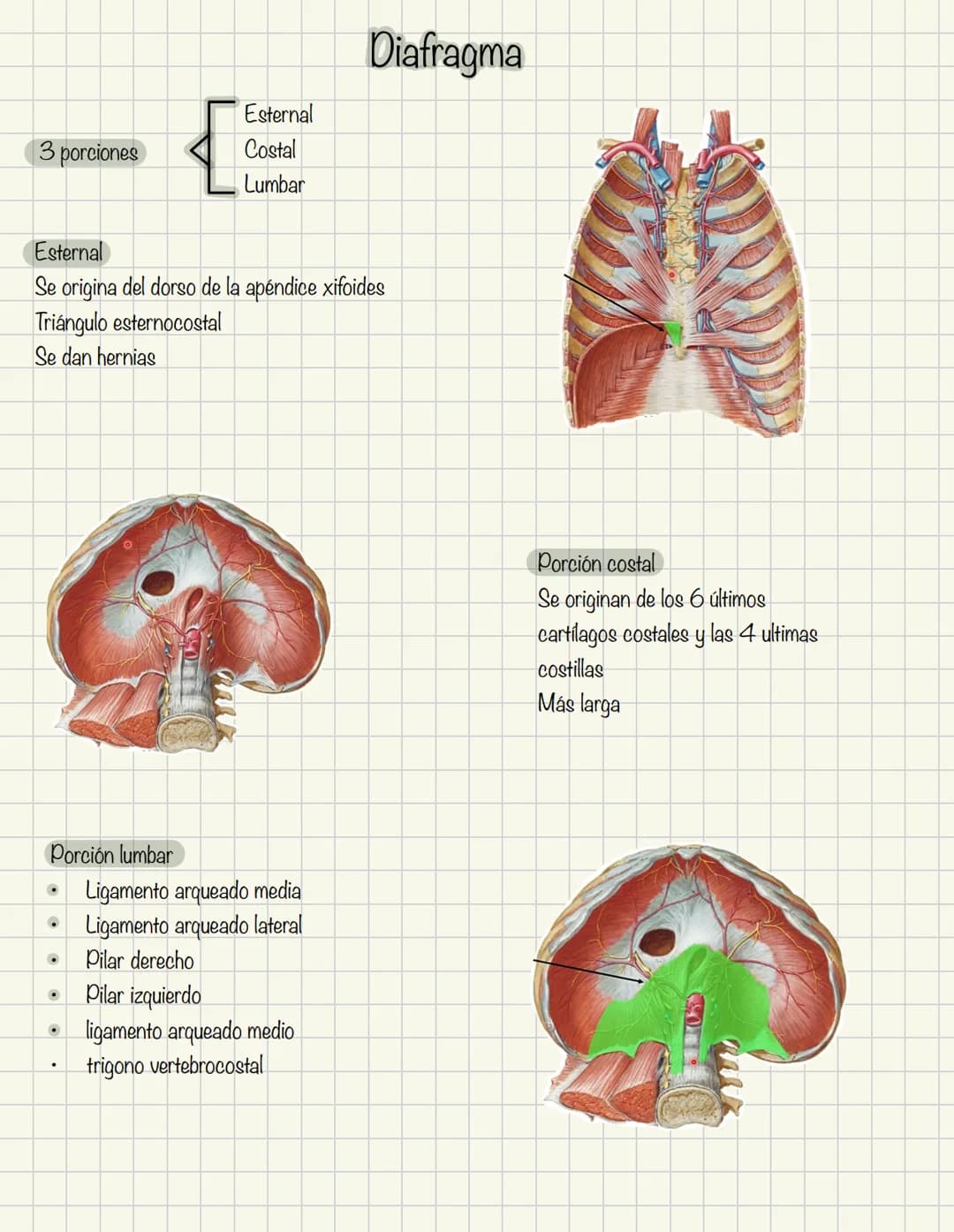 ABDOMEN
Órganos y viseras
Músculos aponeuróticos que permite distenderse y contraerse
Embarazo
Ingestión
Respiración
Acumulación de liquido
