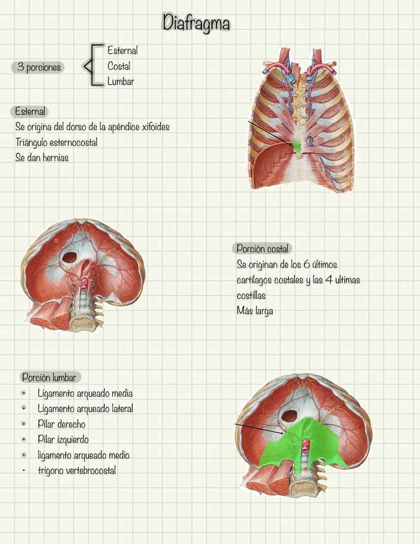 ABDOMEN
Órganos y viseras
Músculos aponeuróticos que permite distenderse y contraerse
Embarazo
Ingestión
Respiración
Acumulación de liquido
