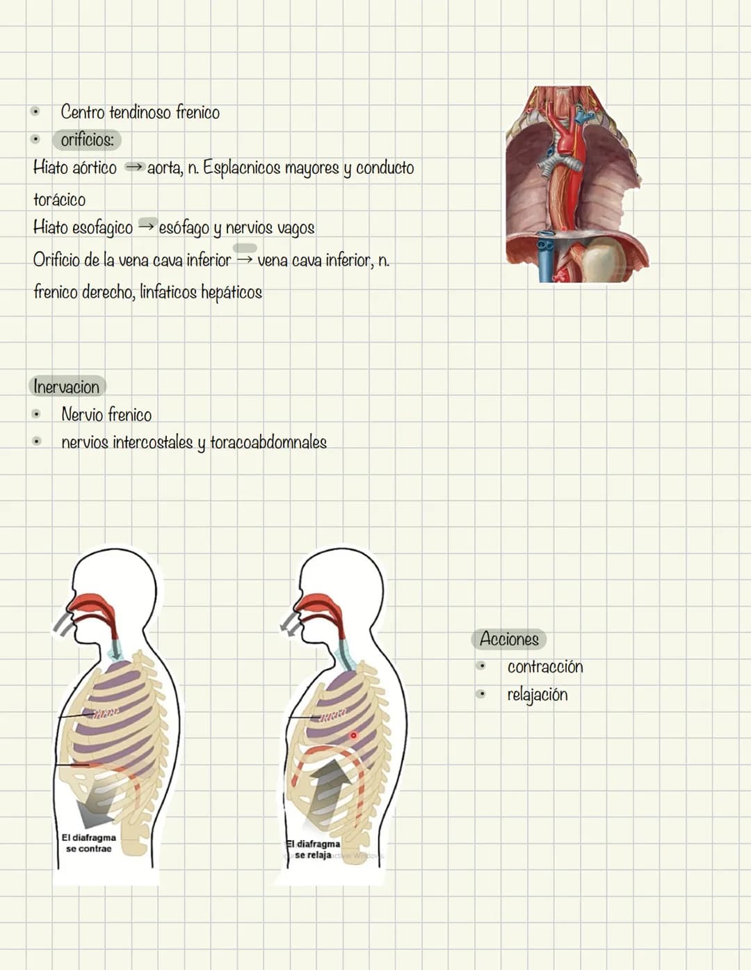 ABDOMEN
Órganos y viseras
Músculos aponeuróticos que permite distenderse y contraerse
Embarazo
Ingestión
Respiración
Acumulación de liquido
