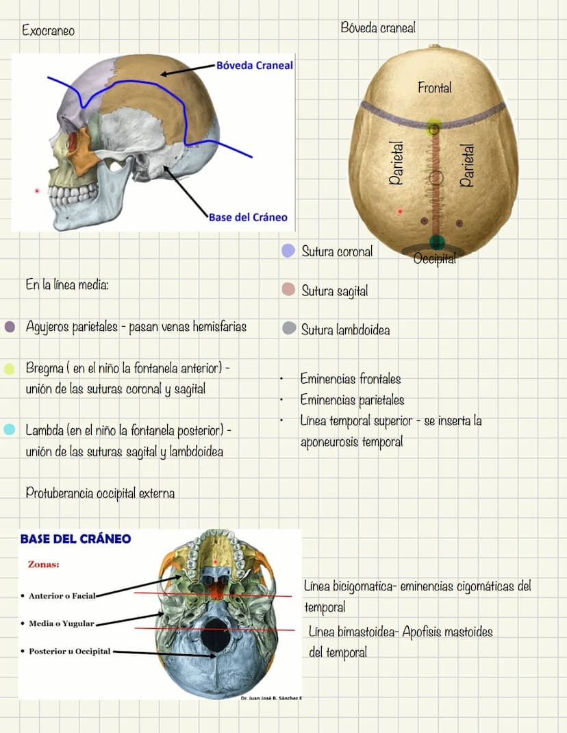 ABDOMEN
Órganos y viseras
Músculos aponeuróticos que permite distenderse y contraerse
Embarazo
Ingestión
Respiración
Acumulación de liquido
