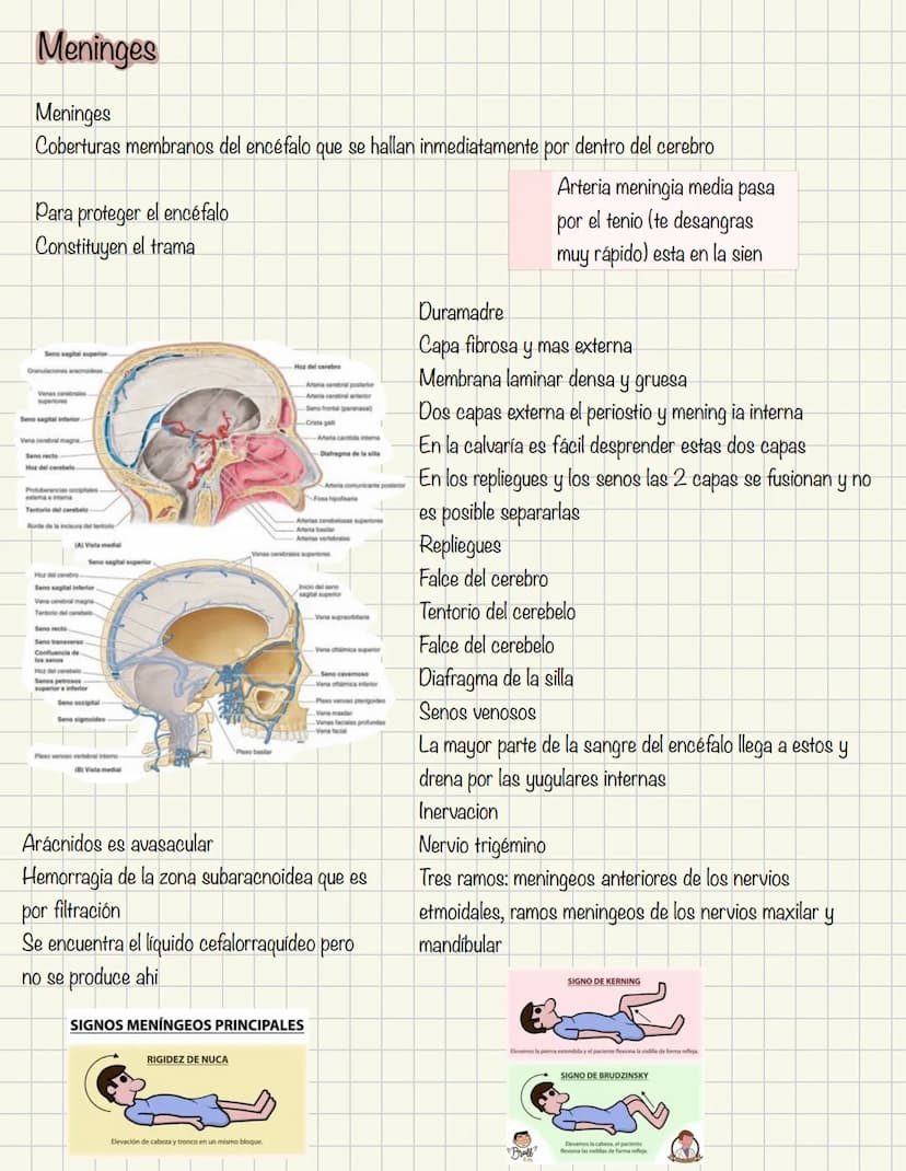 ABDOMEN
Órganos y viseras
Músculos aponeuróticos que permite distenderse y contraerse
Embarazo
Ingestión
Respiración
Acumulación de liquido
