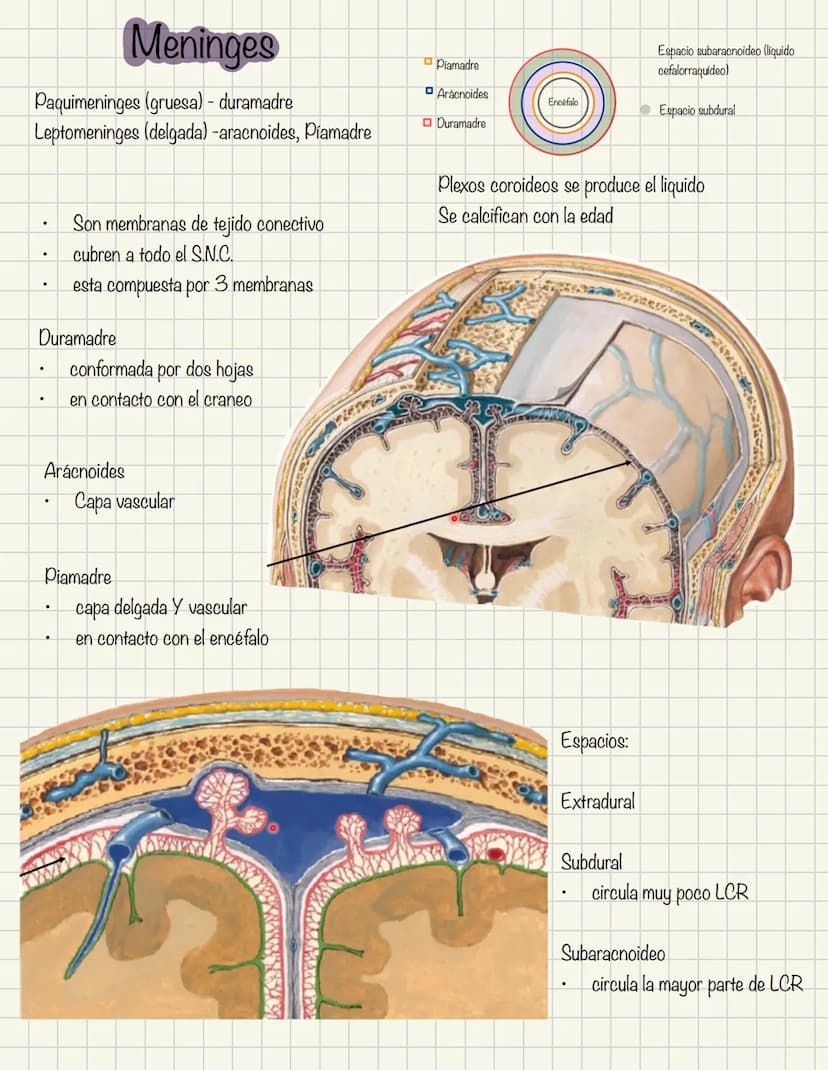 ABDOMEN
Órganos y viseras
Músculos aponeuróticos que permite distenderse y contraerse
Embarazo
Ingestión
Respiración
Acumulación de liquido
