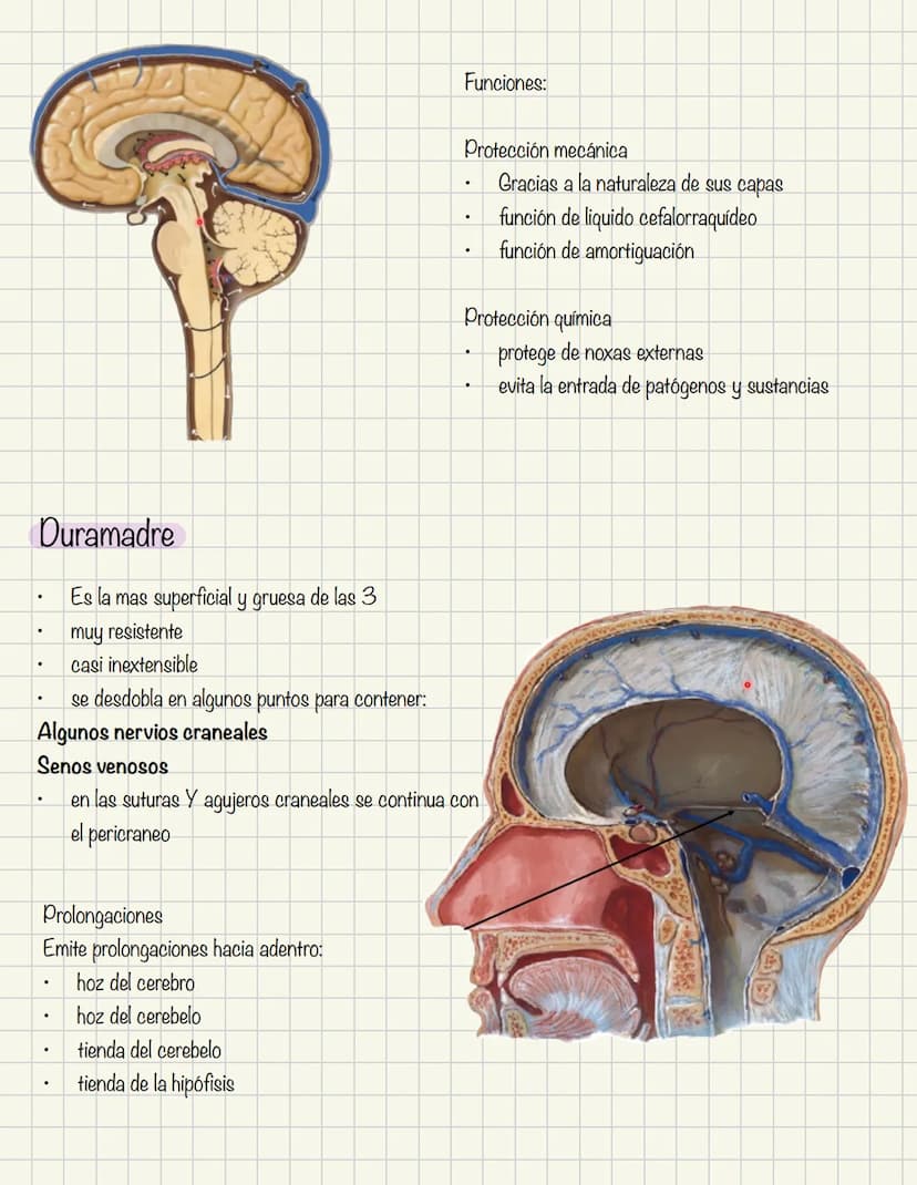 ABDOMEN
Órganos y viseras
Músculos aponeuróticos que permite distenderse y contraerse
Embarazo
Ingestión
Respiración
Acumulación de liquido
