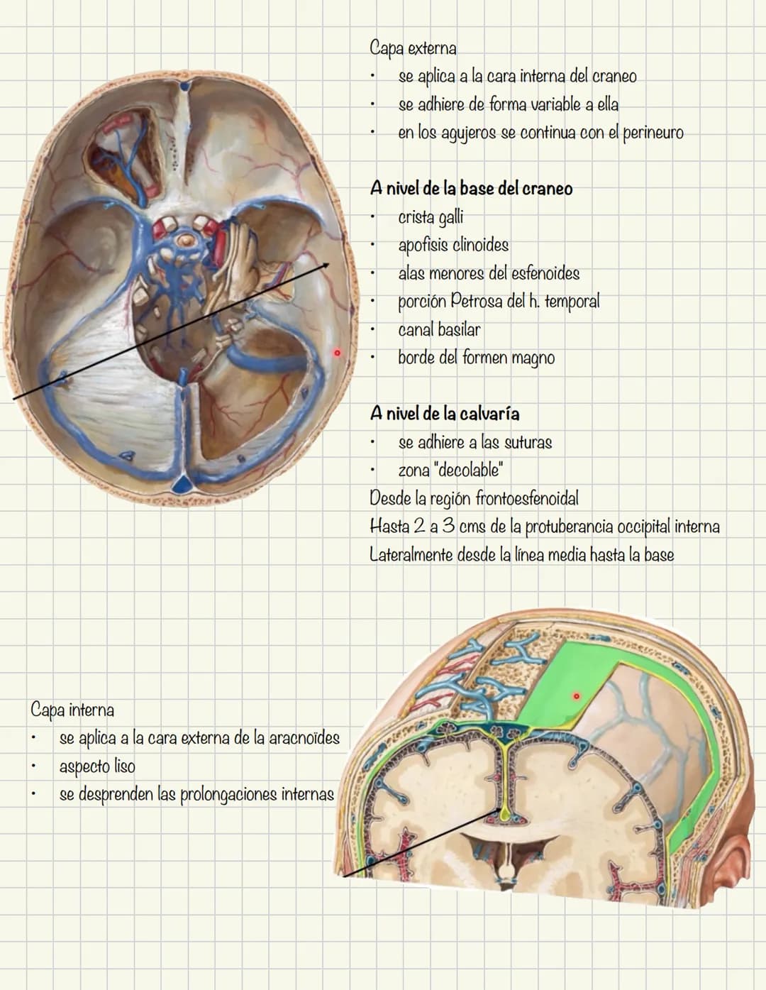 ABDOMEN
Órganos y viseras
Músculos aponeuróticos que permite distenderse y contraerse
Embarazo
Ingestión
Respiración
Acumulación de liquido
