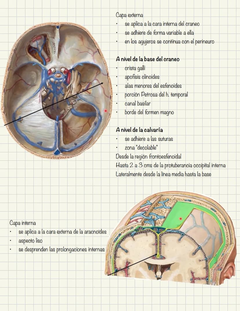 ABDOMEN
Órganos y viseras
Músculos aponeuróticos que permite distenderse y contraerse
Embarazo
Ingestión
Respiración
Acumulación de liquido

