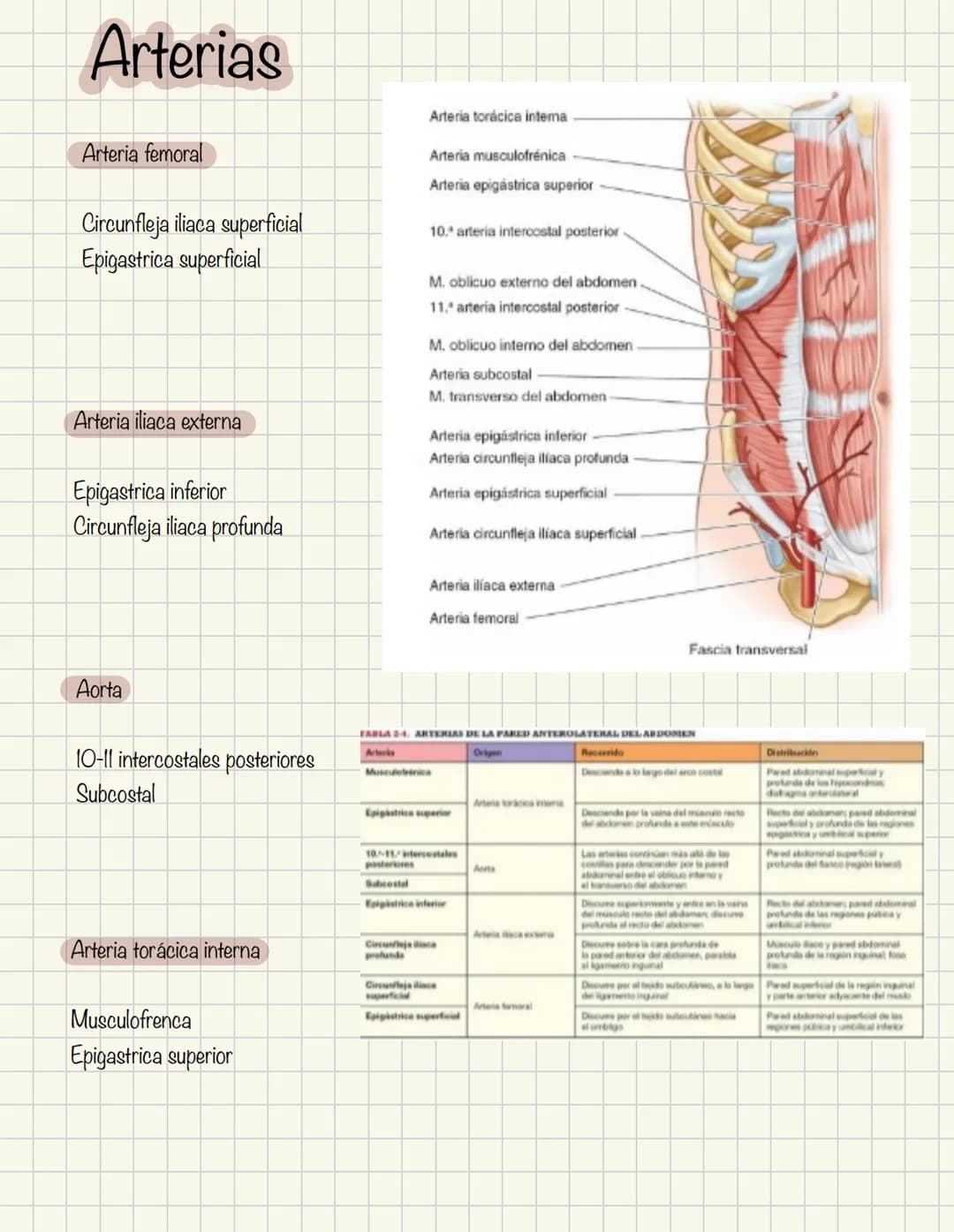 ABDOMEN
Órganos y viseras
Músculos aponeuróticos que permite distenderse y contraerse
Embarazo
Ingestión
Respiración
Acumulación de liquido
