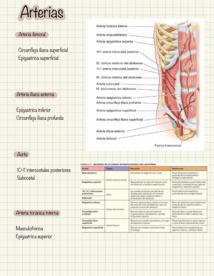ABDOMEN
Órganos y viseras
Músculos aponeuróticos que permite distenderse y contraerse
Embarazo
Ingestión
Respiración
Acumulación de liquido
