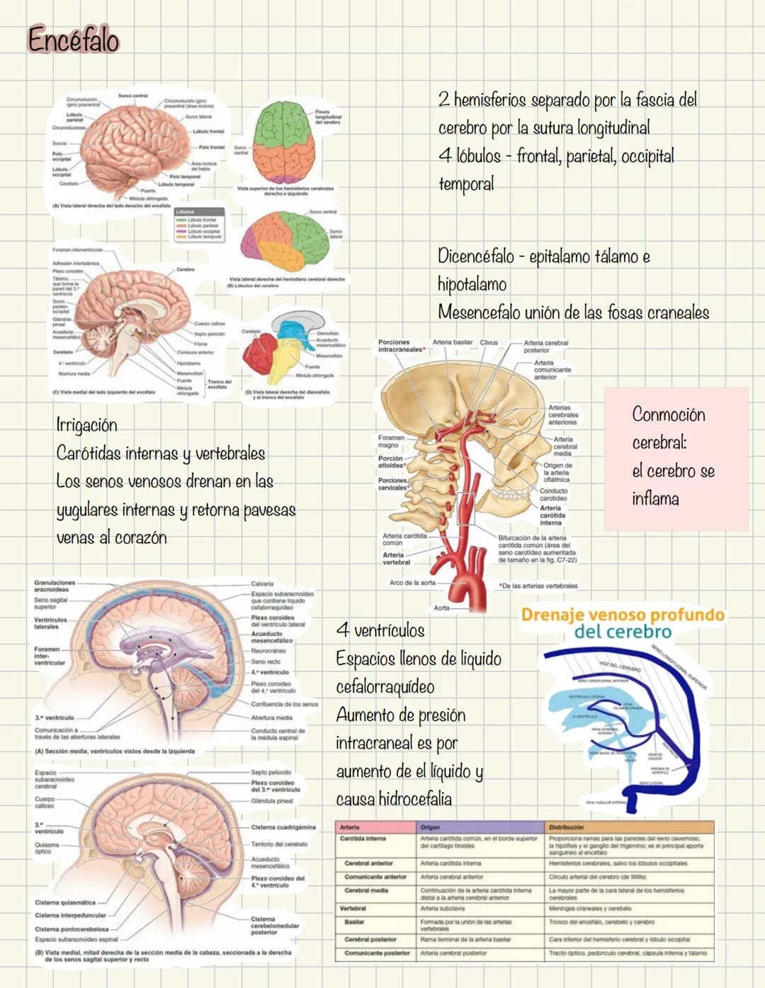 ABDOMEN
Órganos y viseras
Músculos aponeuróticos que permite distenderse y contraerse
Embarazo
Ingestión
Respiración
Acumulación de liquido
