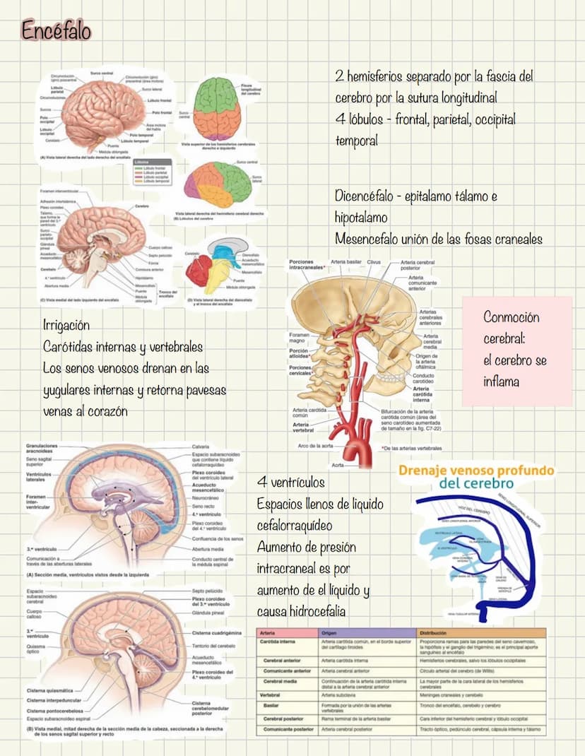 ABDOMEN
Órganos y viseras
Músculos aponeuróticos que permite distenderse y contraerse
Embarazo
Ingestión
Respiración
Acumulación de liquido
