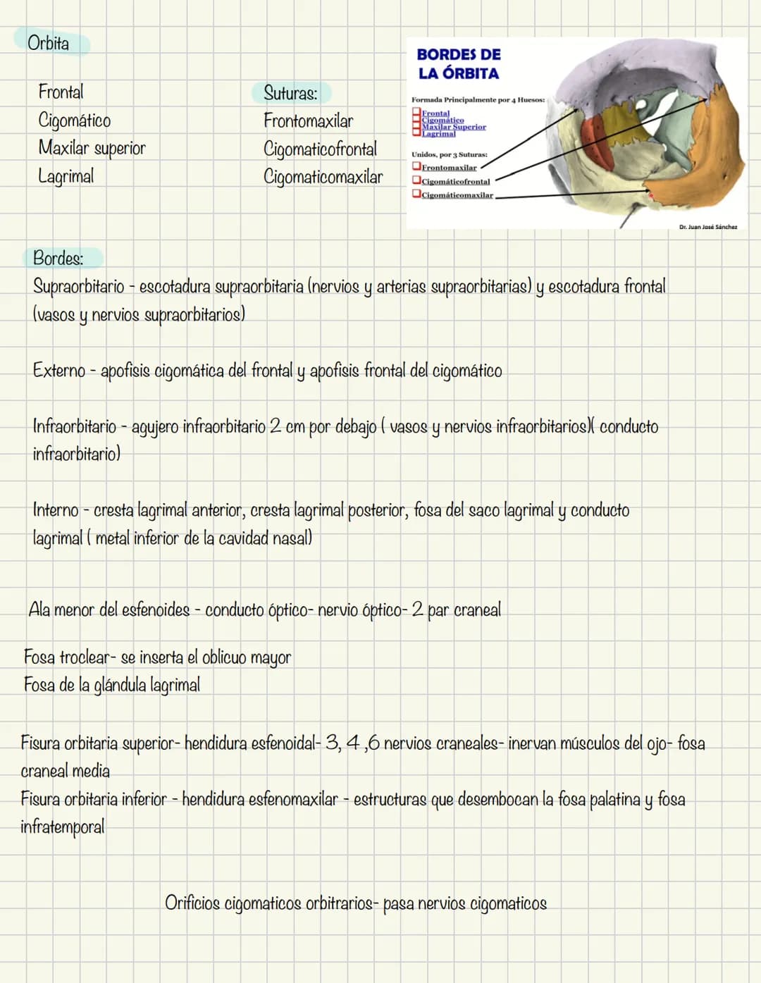 ABDOMEN
Órganos y viseras
Músculos aponeuróticos que permite distenderse y contraerse
Embarazo
Ingestión
Respiración
Acumulación de liquido
