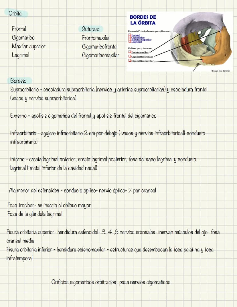 ABDOMEN
Órganos y viseras
Músculos aponeuróticos que permite distenderse y contraerse
Embarazo
Ingestión
Respiración
Acumulación de liquido
