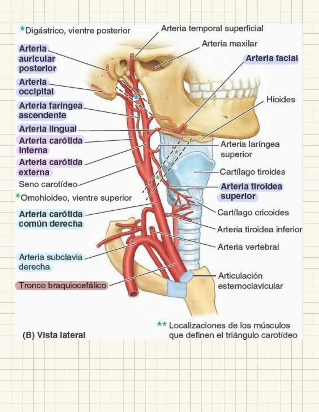 ABDOMEN
Órganos y viseras
Músculos aponeuróticos que permite distenderse y contraerse
Embarazo
Ingestión
Respiración
Acumulación de liquido
