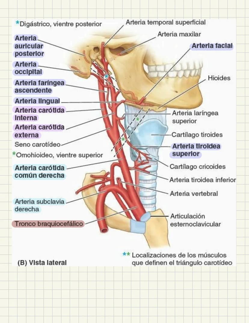 ABDOMEN
Órganos y viseras
Músculos aponeuróticos que permite distenderse y contraerse
Embarazo
Ingestión
Respiración
Acumulación de liquido
