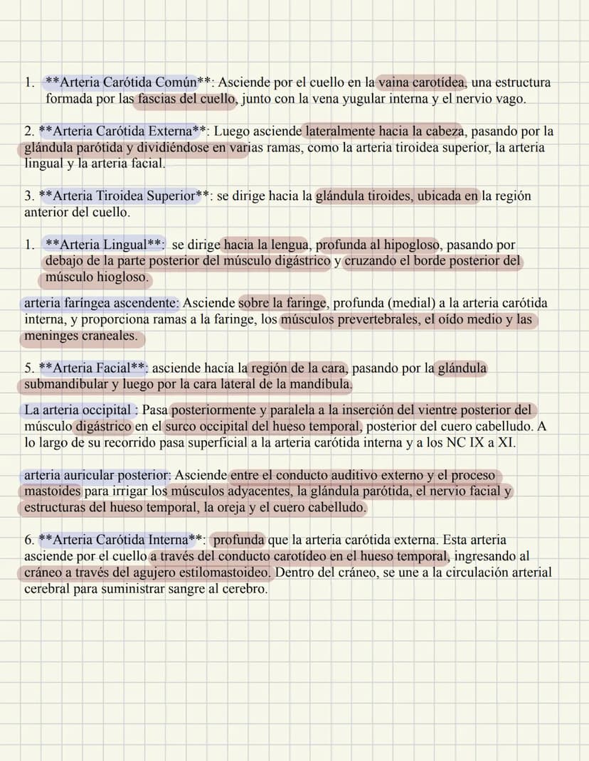 ABDOMEN
Órganos y viseras
Músculos aponeuróticos que permite distenderse y contraerse
Embarazo
Ingestión
Respiración
Acumulación de liquido

