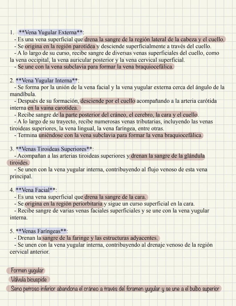 ABDOMEN
Órganos y viseras
Músculos aponeuróticos que permite distenderse y contraerse
Embarazo
Ingestión
Respiración
Acumulación de liquido
