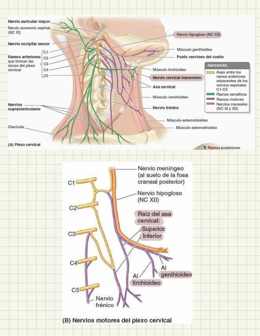 ABDOMEN
Órganos y viseras
Músculos aponeuróticos que permite distenderse y contraerse
Embarazo
Ingestión
Respiración
Acumulación de liquido
