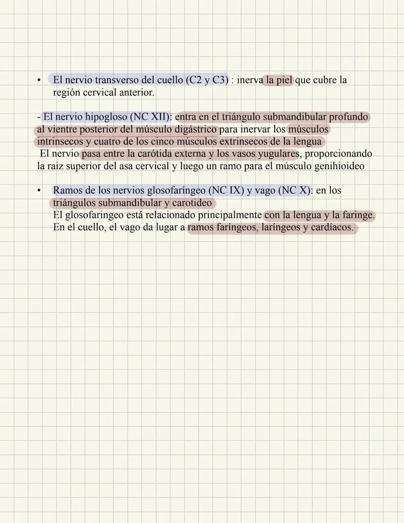 ABDOMEN
Órganos y viseras
Músculos aponeuróticos que permite distenderse y contraerse
Embarazo
Ingestión
Respiración
Acumulación de liquido
