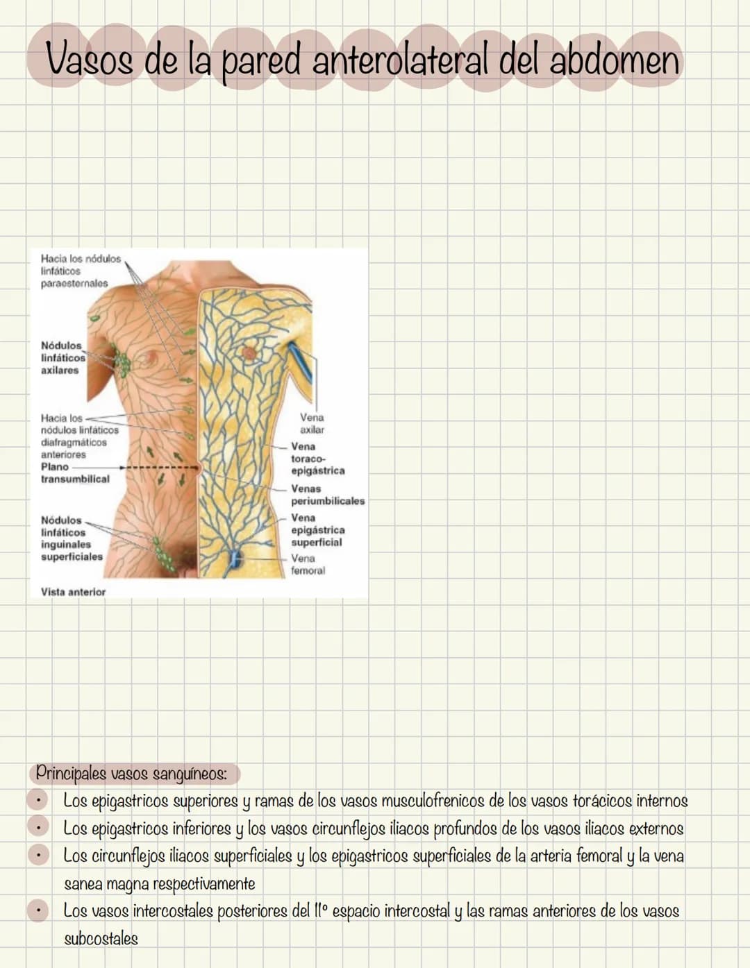 ABDOMEN
Órganos y viseras
Músculos aponeuróticos que permite distenderse y contraerse
Embarazo
Ingestión
Respiración
Acumulación de liquido
