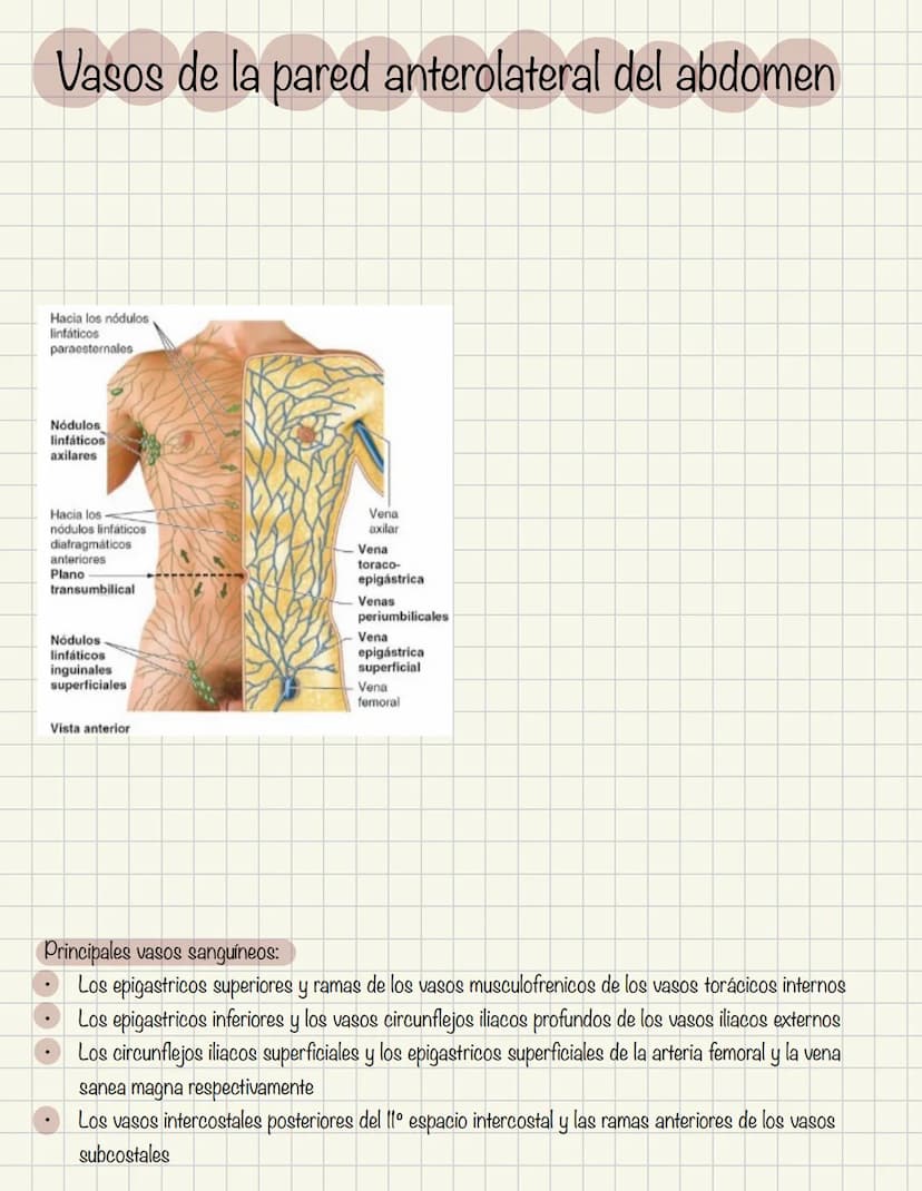 ABDOMEN
Órganos y viseras
Músculos aponeuróticos que permite distenderse y contraerse
Embarazo
Ingestión
Respiración
Acumulación de liquido
