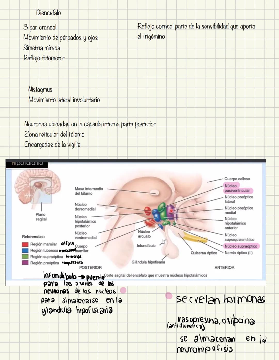 ABDOMEN
Órganos y viseras
Músculos aponeuróticos que permite distenderse y contraerse
Embarazo
Ingestión
Respiración
Acumulación de liquido
