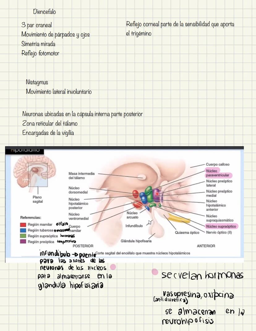 ABDOMEN
Órganos y viseras
Músculos aponeuróticos que permite distenderse y contraerse
Embarazo
Ingestión
Respiración
Acumulación de liquido
