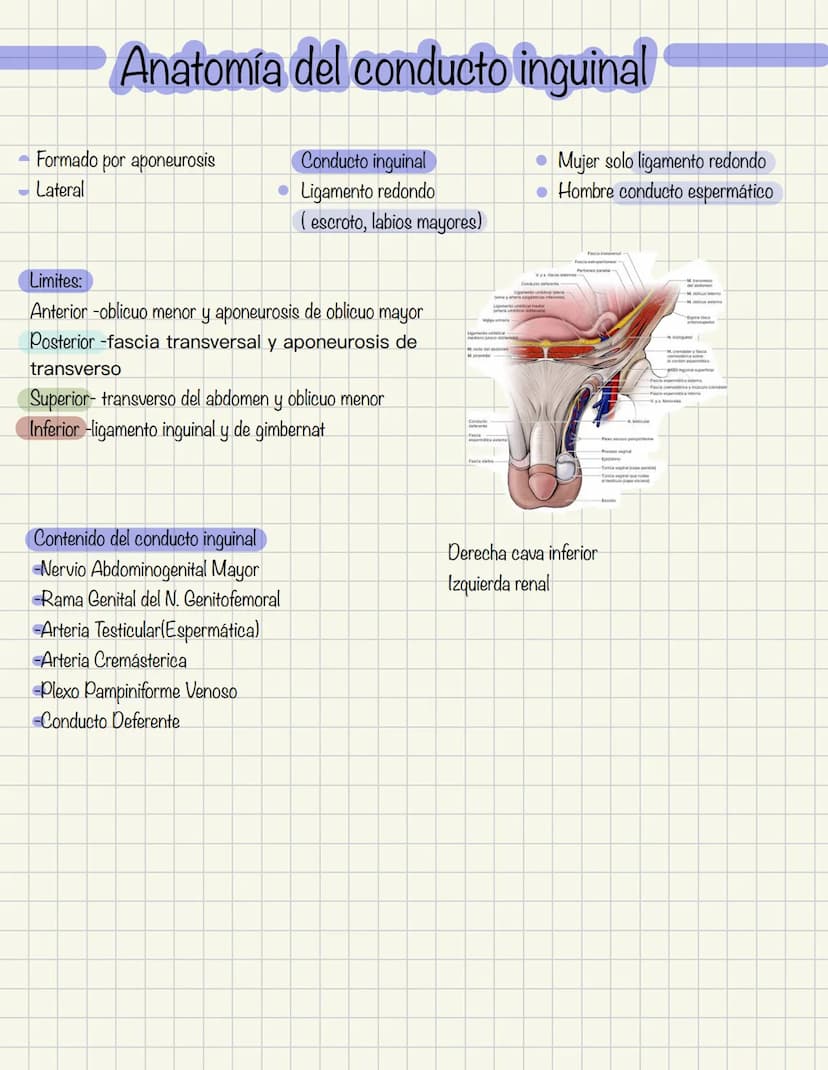 ABDOMEN
Órganos y viseras
Músculos aponeuróticos que permite distenderse y contraerse
Embarazo
Ingestión
Respiración
Acumulación de liquido
