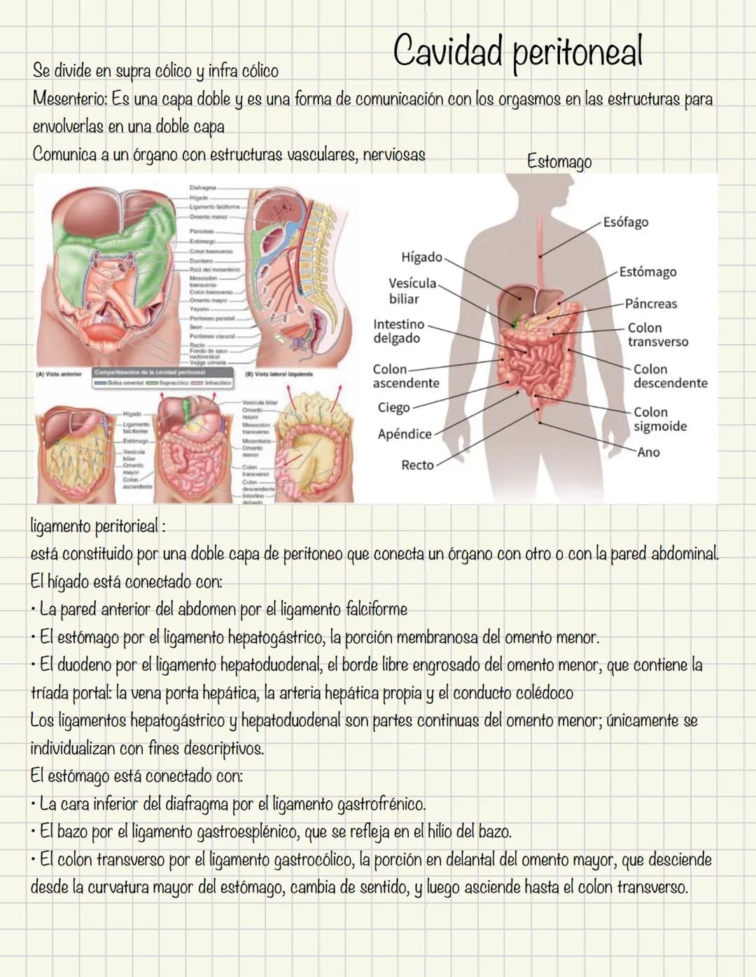 ABDOMEN
Órganos y viseras
Músculos aponeuróticos que permite distenderse y contraerse
Embarazo
Ingestión
Respiración
Acumulación de liquido
