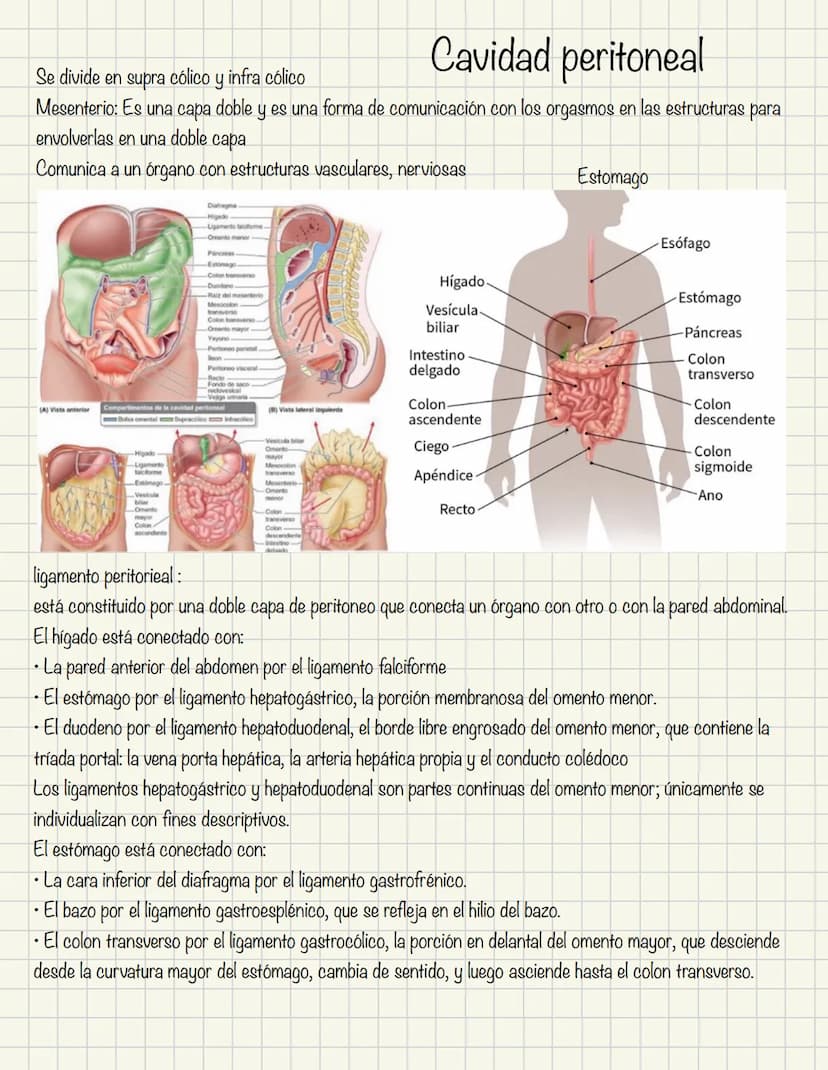 ABDOMEN
Órganos y viseras
Músculos aponeuróticos que permite distenderse y contraerse
Embarazo
Ingestión
Respiración
Acumulación de liquido
