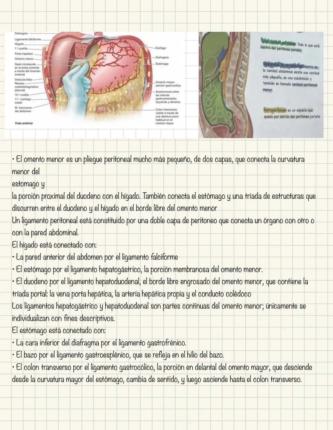 ABDOMEN
Órganos y viseras
Músculos aponeuróticos que permite distenderse y contraerse
Embarazo
Ingestión
Respiración
Acumulación de liquido
