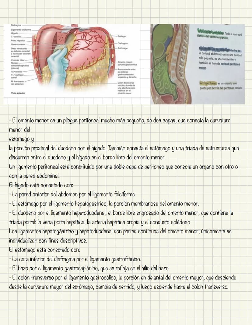 ABDOMEN
Órganos y viseras
Músculos aponeuróticos que permite distenderse y contraerse
Embarazo
Ingestión
Respiración
Acumulación de liquido
