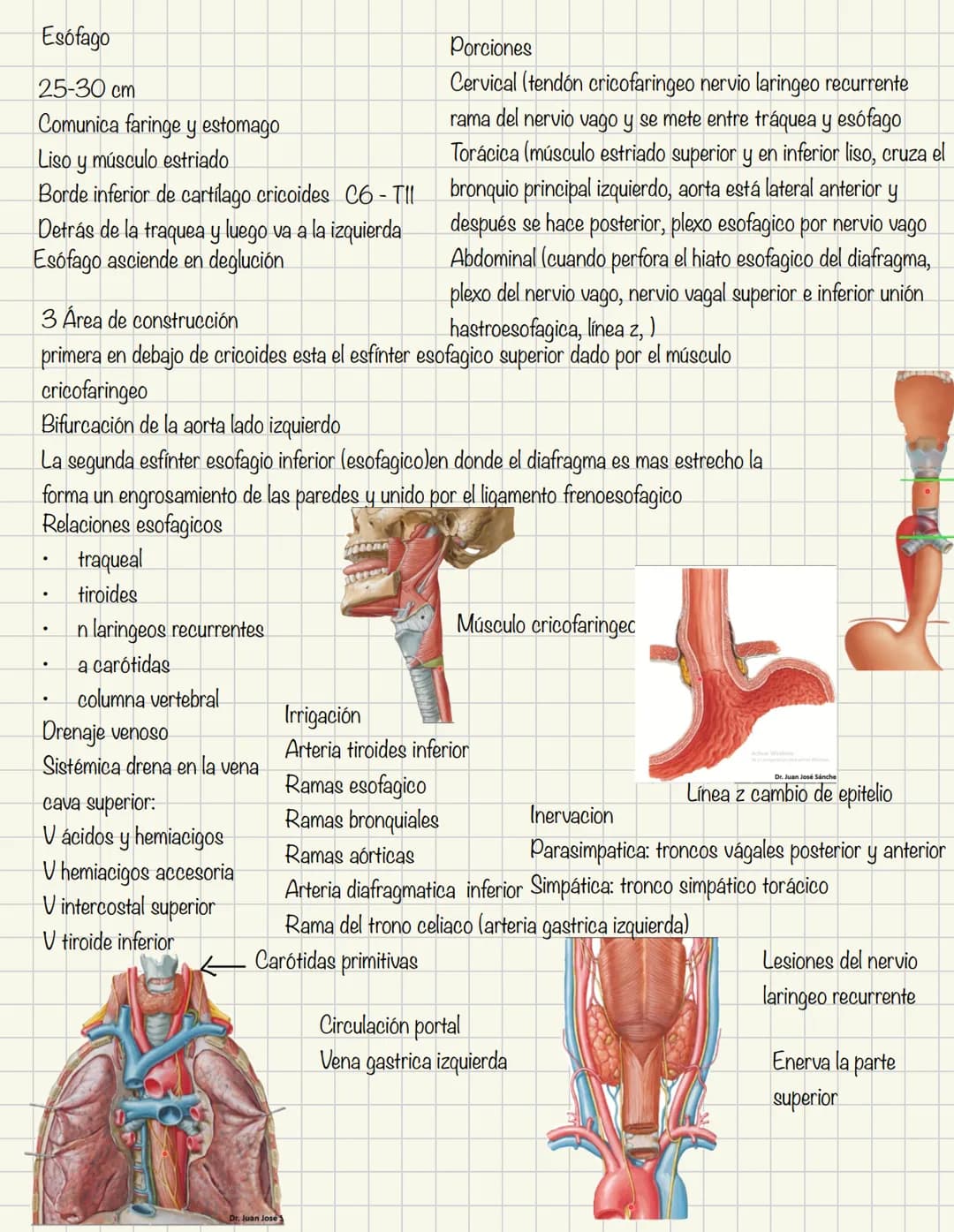 ABDOMEN
Órganos y viseras
Músculos aponeuróticos que permite distenderse y contraerse
Embarazo
Ingestión
Respiración
Acumulación de liquido
