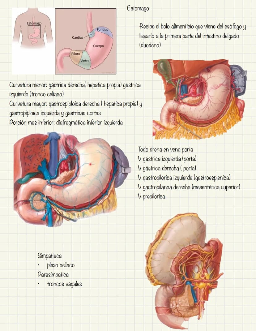 ABDOMEN
Órganos y viseras
Músculos aponeuróticos que permite distenderse y contraerse
Embarazo
Ingestión
Respiración
Acumulación de liquido
