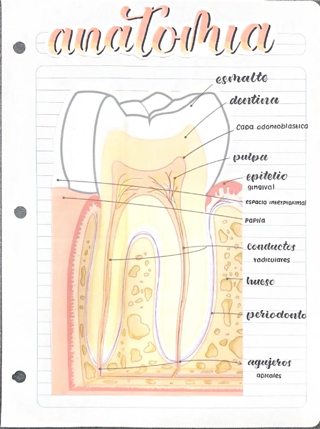 anatomia
esmalte
dentina
Capa odontoblastica
pulpa
epitelio
gingival
espacio interProximal
Papila
conductos
radiculares
hueso
periodonto
agu