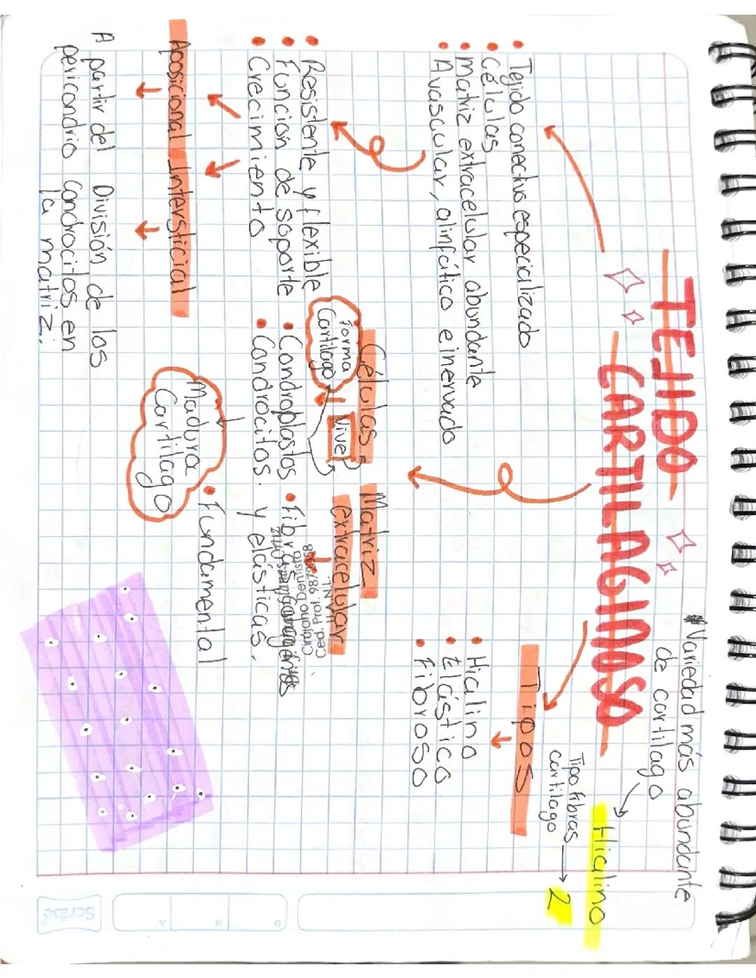 Todo sobre el Tejido Cartilaginoso 🎂