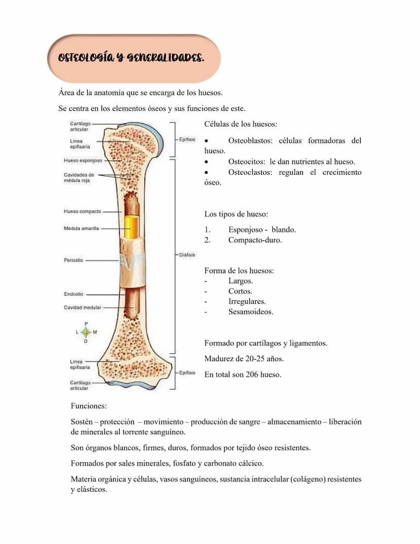 ANATOMIA 1.
La anatomía: rama del conocimiento biológico.
Anatomía: forma, estructura; Ana- estructura de. Tos mus
corte.
Historia de la fis