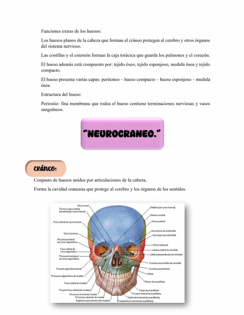 ANATOMIA 1.
La anatomía: rama del conocimiento biológico.
Anatomía: forma, estructura; Ana- estructura de. Tos mus
corte.
Historia de la fis